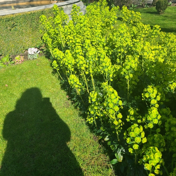 EUPHORBIA  5 plants for $15 - Picture 4 of 5